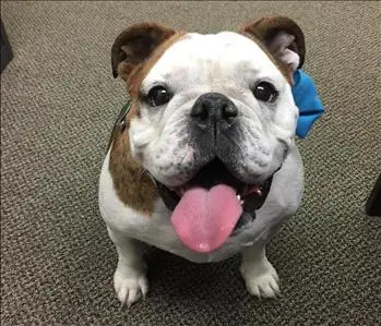 Daisy, team member at SERVPRO of East Lansing / Haslett