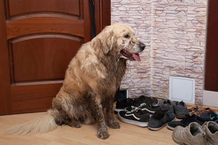 Pell City residential odor cleaning services