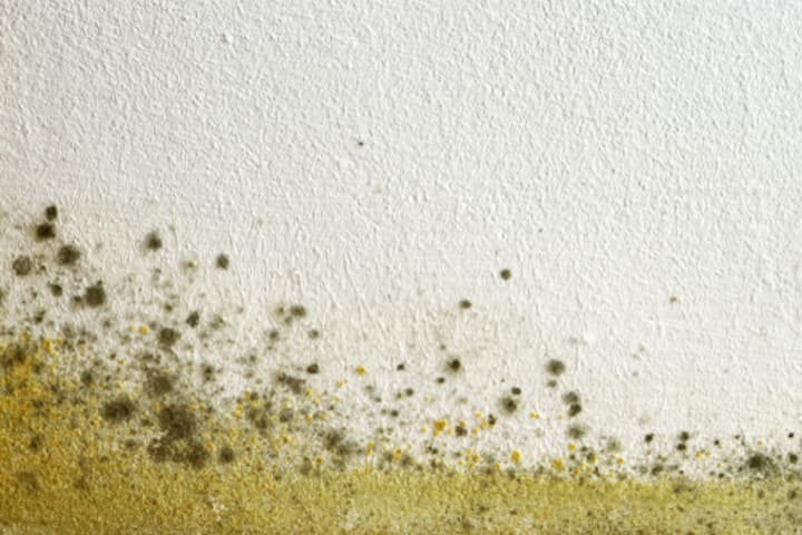 How to Remove & Prevent Mold in Your Garage