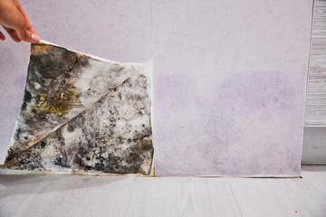 Mold_Under_Wallpaper.jpg